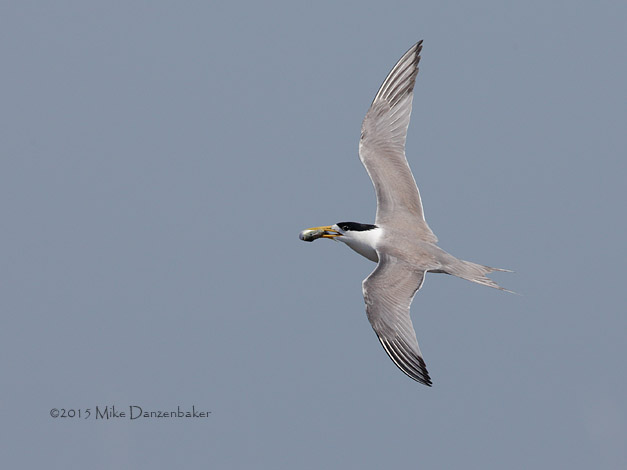 Swift Tern (Thalasseus bergii) photo image
