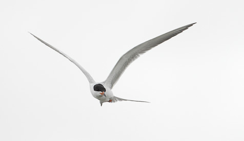 Forster's Tern (Sterna forsteri) photo image