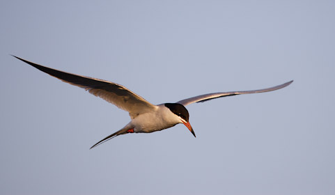 Forster's Tern (Sterna forsteri) photo image