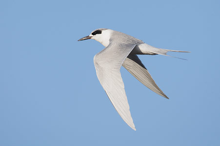 Forster's Tern (Sterna forsteri) photo image