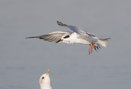 Forster's Tern (Sterna forsteri) photo image