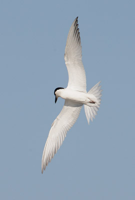 Gull-billed Tern (Gelochelidon nilotica) photo image