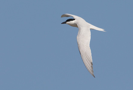 Gull-billed Tern (Gelochelidon nilotica) photo image