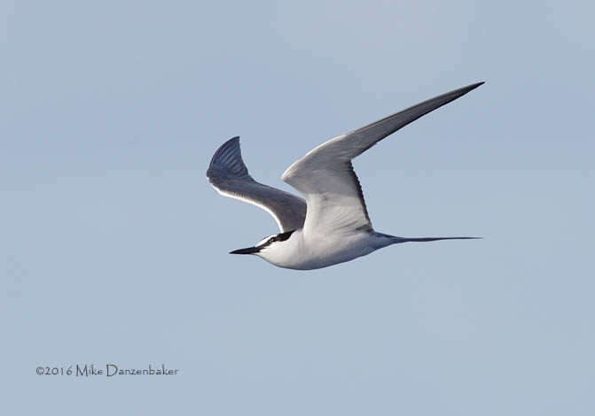 Spectacled Tern (Onychoprion lunatus) photo image