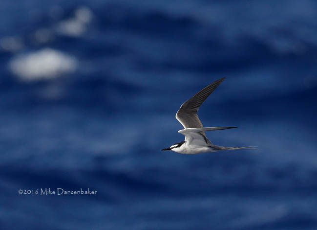 Spectacled Tern (Onychoprion lunatus) photo image