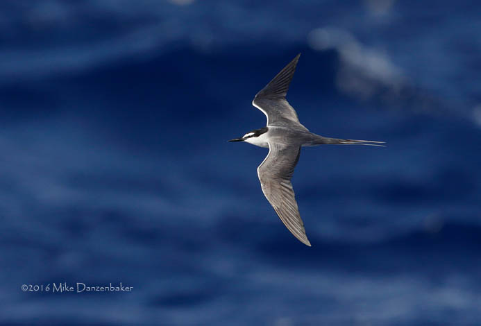 Spectacled Tern (Onychoprion lunatus) photo image