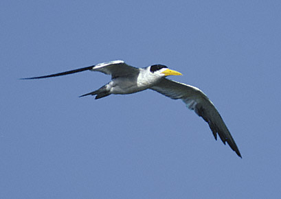 Large-billed Tern (Phaetusa simplex) photo image