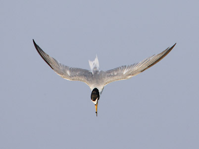 Little Tern (Sterna albifrons) photo