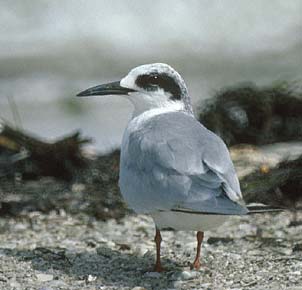 Roseate Tern (Sterna dougallii) photo image