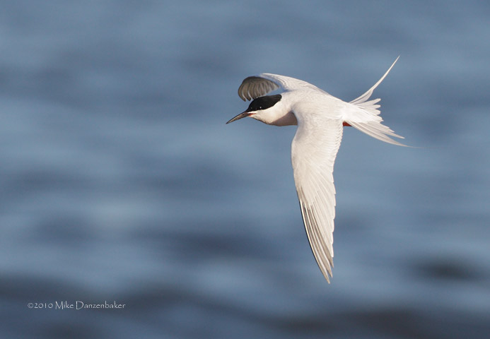 Roseate Tern (Sterna dougallii) photo