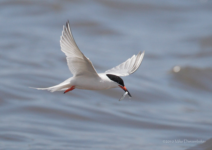 Roseate Tern (Sterna dougallii) photo