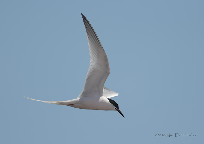 Roseate Tern (Sterna dougallii) photo