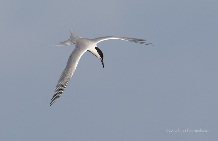Roseate Tern (Sterna dougallii) photo