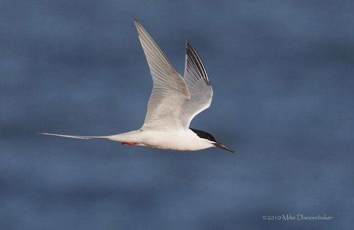 Roseate Tern (Sterna dougallii) photo