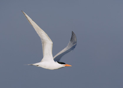 Royal Tern (Thalasseus maximus) photo image