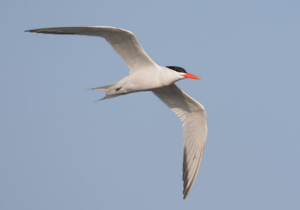 Royal Tern (Thalasseus maximus) photo image