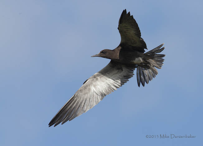 Sooty Tern (Onychoprion fuscatus) photo image