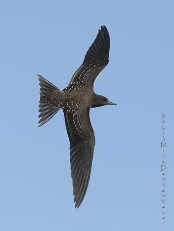 Sooty Tern (Onychoprion fuscatus) photo image