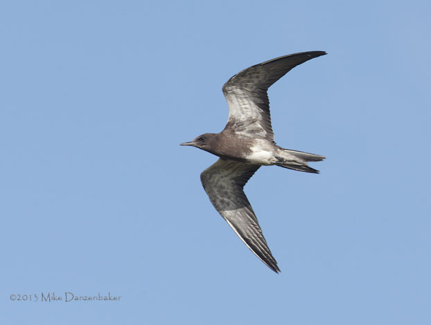 Sooty Tern (Onychoprion fuscatus) photo image