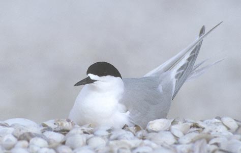 White-fronted Tern (Sterna striata) photo image
