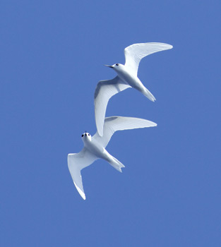 White Tern (Gygis alba) photo image