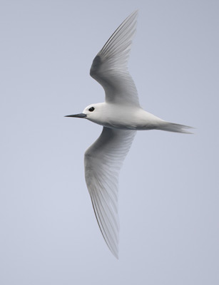 White Tern (Gygis alba) photo image