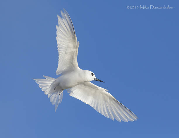 White Tern (Gygis alba) photo image