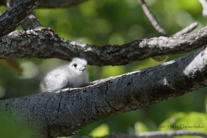 White Tern (Gygis alba) photo image