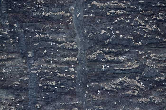 White Tern (Gygis alba) photo image