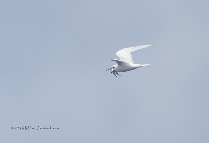 White Tern (Gygis alba) photo