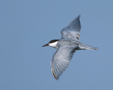 Whiskered Tern (Chlidonias hybrida) photo image