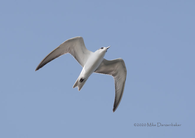 Whiskered Tern (Chlidonias hybrida) photo image