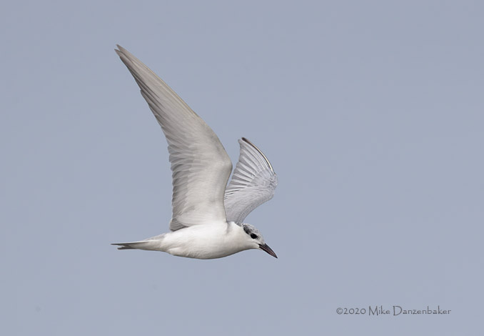 Whiskered Tern (Chlidonias hybrida) photo image