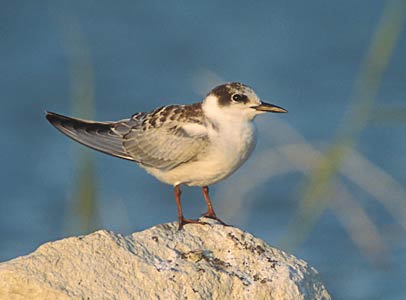 Whiskered Tern (Chlidonias hybrida) photo image