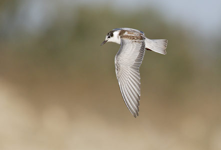 Whiskered Tern (Chlidonias hybrida) photo image