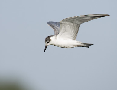 Whiskered Tern (Chlidonias hybrida) photo image