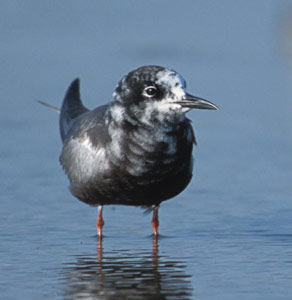White-winged Tern (Chlidonias leucopterus) photo image