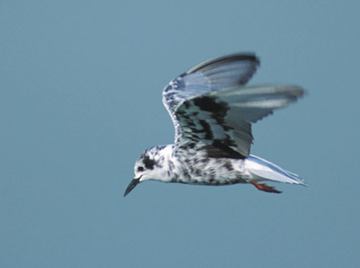 White-winged Tern (Chlidonias leucopterus) photo image