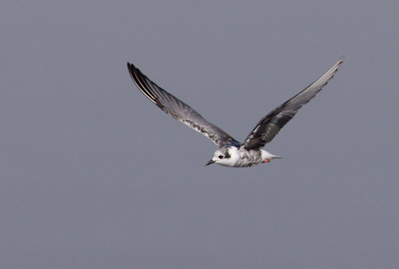 White-winged Tern (Chlidonias leucopterus) photo