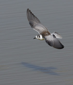 White-winged Tern (Chlidonias leucopterus) photo