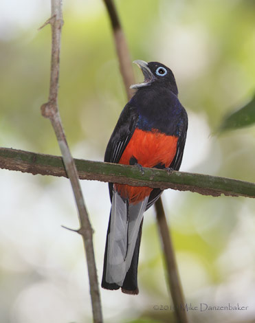 Baird's Trogon (Trogon bairdii) photo