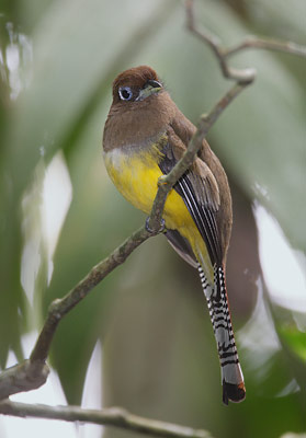 Black-throated Trogon (Trogon rufus) photo