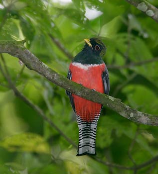 Collared Trogon (Trogon collaris) photo image