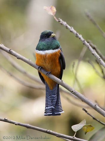 Collared Trogon (Trogon collaris) photo image
