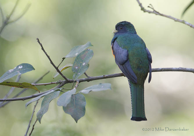 Collared Trogon (Trogon collaris) photo image