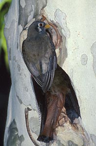 Elegant Trogon (Trogon elegans) photo image