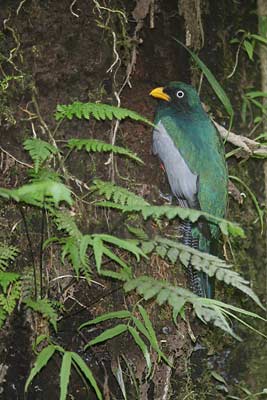 Lattice-tailed Trogon (Trogon clathratus) photo image