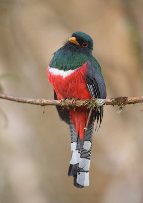 Masked Trogon (Trogon personatus) photo image