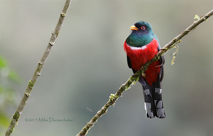Masked Trogon (Trogon personatus) photo image