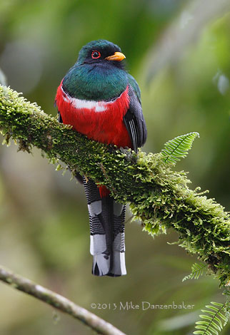 Masked Trogon (Trogon personatus) photo image